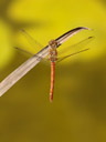 a darter dragonfly (sympetrum sp.). 2006-09-01, Sony Cybershot DSC-F828. keywords: meadowhawker