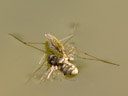 a water strider (gerridae), with prey. 2006-09-14, Sony Cybershot DSC-F828. keywords: jesus bug, pond skater, skater, skimmer, water scooter, water skater, water skeeter, water skimmer