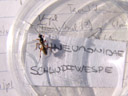 an ichneumon wasp (ichneumonidae). 2006-10-10, Sony Cybershot DSC-F828. keywords: hymenoptera, apocrita, ichneumonoidea, ichneumonidae