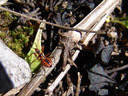 assasin bug (rhinocoris iracundus juv.). 2006-10-10, Sony Cybershot DSC-F828. keywords: hemiptera, harpactorinae, reduviidae, stechwanze, zornige raubwanze, 