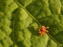 rote samtmilbe (trombidium holosericeum) || foto details: 2006-10-10, innsbruck, austria, Sony Cybershot DSC-F828. keywords: acari, trombiidae, trombidium, sammetmilb