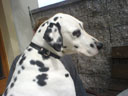 sam, andi's cute dalmatian. 2006-08-11, SonyEricsson K750i.