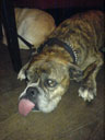 a boxer doggie that actually slept with its tongue sticking out.. 2006-10-04, SonyEricsson K750i.