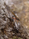 ephialtes manifestator, an ichneumon wasp. 2006-10-27, Sony DSC-F828. keywords: ichneumonidae, schlupfwespe, ephialtes manifestor