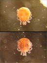 a fresh-water mite (hydrachnidia); diameter: about 0,7mm. 2006-11-12, Sony Cybershot DSC-P93.