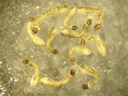 black fly larvae (simuliidae). 2006-11-23, Sony Cybershot DSC-P93. keywords: buffalo gnat, turkey gnat, simulidae