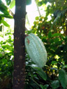 unripe cocoa pod (theobroma cacao). 2006-11-29, Sony Cybershot DSC-F828. keywords: malvales, sterculiaceae, malvaceae, cacao, cacao bean, cocoa bean