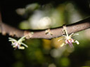 kakao-blüte (theobroma cacao) || foto details: 2006-11-29, botanical garden innsbruck, austria, Sony Cybershot DSC-F828. keywords: malvales, sterculiaceae, malvaceae, blossom, bloom, blooming, cacao, cocoa