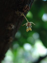 kakao-blüte (theobroma cacao) || foto details: 2006-11-29, botanical garden innsbruck, austria, Sony Cybershot DSC-F828. keywords: malvales, sterculiaceae, malvaceae, blossom, bloom, blooming, cacao, cocoa