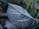 frosty leaf. 2006-12-11, Sony Cybershot DSC-F828. keywords: winter, snow, ice crystal