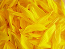 yellow. 2005-08-28, Sony Cybershot DSC-F717. keywords: helianthus annuus, petals, sonnenblume, blütenblätter