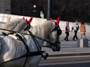 vicious horses. 2007-01-16, Sony DSC-F828.