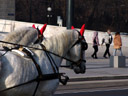 teuflische pferde || foto details: 2007-01-16, vienna, austria, Sony DSC-F828.