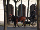 mehr teuflische pferde || foto details: 2007-01-16, vienna, austria, Sony DSC-F828.