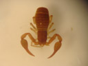 a book scorpion (order collembola). 2007-01-12, Sony DSC-P93.