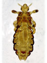 pediculus humanus, a louse. 2007-01-12, Sony DSC-P93. keywords: phthiraptera, anoplura