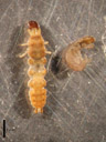 the nudists - caddisfly larvae (trichoptera). 2007-02-11, Sony DSC-P93. keywords: amphiesmenoptera