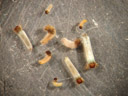 junge larven ausserhalb ihrer köcher || foto details: 2007-02-11, innsbruck, austria, Sony DSC-P93. keywords: amphiesmenoptera