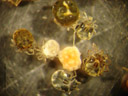 freshwater mites (hydrachnidia). 2007-02-11, Sony DSC-P93. keywords: arachnida, acari, actinedida, hydracarina, hydrachnellae, hydracarina