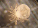 a freshwater mite (hydrachnidia), dorsal. 2007-02-11, Sony DSC-P93. keywords: arachnida, acari, actinedida, hydracarina, hydrachnellae, hydracarina