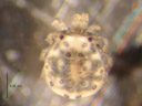 a freshwater mite (hydrachnidia), dorsal. 2007-02-11, Sony DSC-P93. keywords: arachnida, acari, actinedida, hydracarina, hydrachnellae, hydracarina