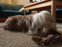 daisy, sebastian's cute dog