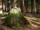 overgrown stump