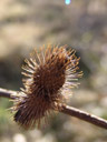 burdock (arctium sp.) - man's template for velcro