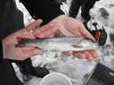 brown trout (salmo trutta fario). 2007-02-13, Sony DSC-P93.