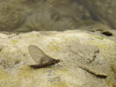 adult mayfly (ephemeroptera). 2007-02-24, Sony DSC-P93.