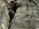 a lizard