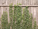 ivy (hedera helix). 2007-03-10, Sony DSC-F828.