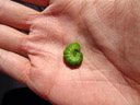 afraid (a caterpillar in my palm). 2007-03-26, Sony DSC-F828.