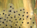 frog spawn, close-up