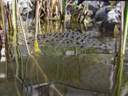 frog spawn. 2007-04-06, Pentax Optio W20.