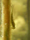 mayfly larva (ephemeroptera), even closer-up. 2007-04-07, Pentax Optio W20.