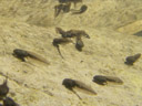 young tadpoles, probably of rana temporaria. 2007-04-17, Pentax Optio W20. keywords: pollywog, grasfrosch, european common frog, taufrosch, märzfrosch