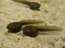 tadpoles, probably rana temporaria. 2007-04-17, Pentax Optio W20. keywords: pollywog, grasfrosch, european common frog, taufrosch, märzfrosch