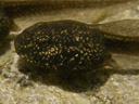 tadpoles, probably rana temporaria