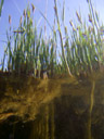 the pond, as seen from below