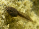 another tadpole-photo (probably rana temporaria). 2007-04-20, Pentax Optio W20.