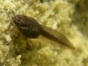 another tadpole-photo (probably rana temporaria)