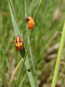 seven-spot ladybird pupae (coccinella septempunctata). 2007-04-19, Sony F828. keywords: coccinellidae, coccinella, seven-spot , seven-spotted ladybug, seven-spotted lady beetle