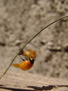 freshly hatched ladybird (coccinella septempunctata). 2007-04-22, Sony F828. keywords: coccinella septempunctata, coccinellidae, coccinella, seven-spot , seven-spotted ladybug, seven-spotted lady beetle