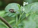 weevil copulation (curculionidae). 2007-04-29, Sony F828. keywords: beetle mating, female, male, weevil, weevils mating, reproduction