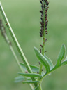 plant stem infested with aphids (aphidoidea ). 2007-04-29, Sony F828. keywords: sternorrhyncha, greenfly, blackfly, plant lice