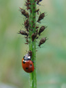 a seven-spot ladybird (coccinella septempunctata) munching away on aphids (aphidoidea ); note the aphid-goo in the beetle's face!. 2007-04-29, Sony F828. keywords: sternorrhyncha, greenfly, blackfly, plant lice, seven-spotted ladybug, seven-spotted lady beetle, coccinellidae, predator