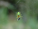 cucumber green spider (araniella cucurbitina), with prey. 2007-04-29, Sony F828. keywords: araneidae