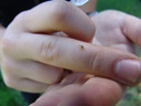 hoverfly larva (episyrphus sp.). 2007-05-21, Sony F828.