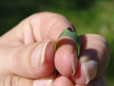 cereal leaf beetle larva (oulema melanopus). 2007-05-21, Sony F828.